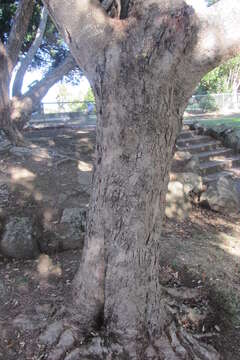 Image of Golden-rain tree