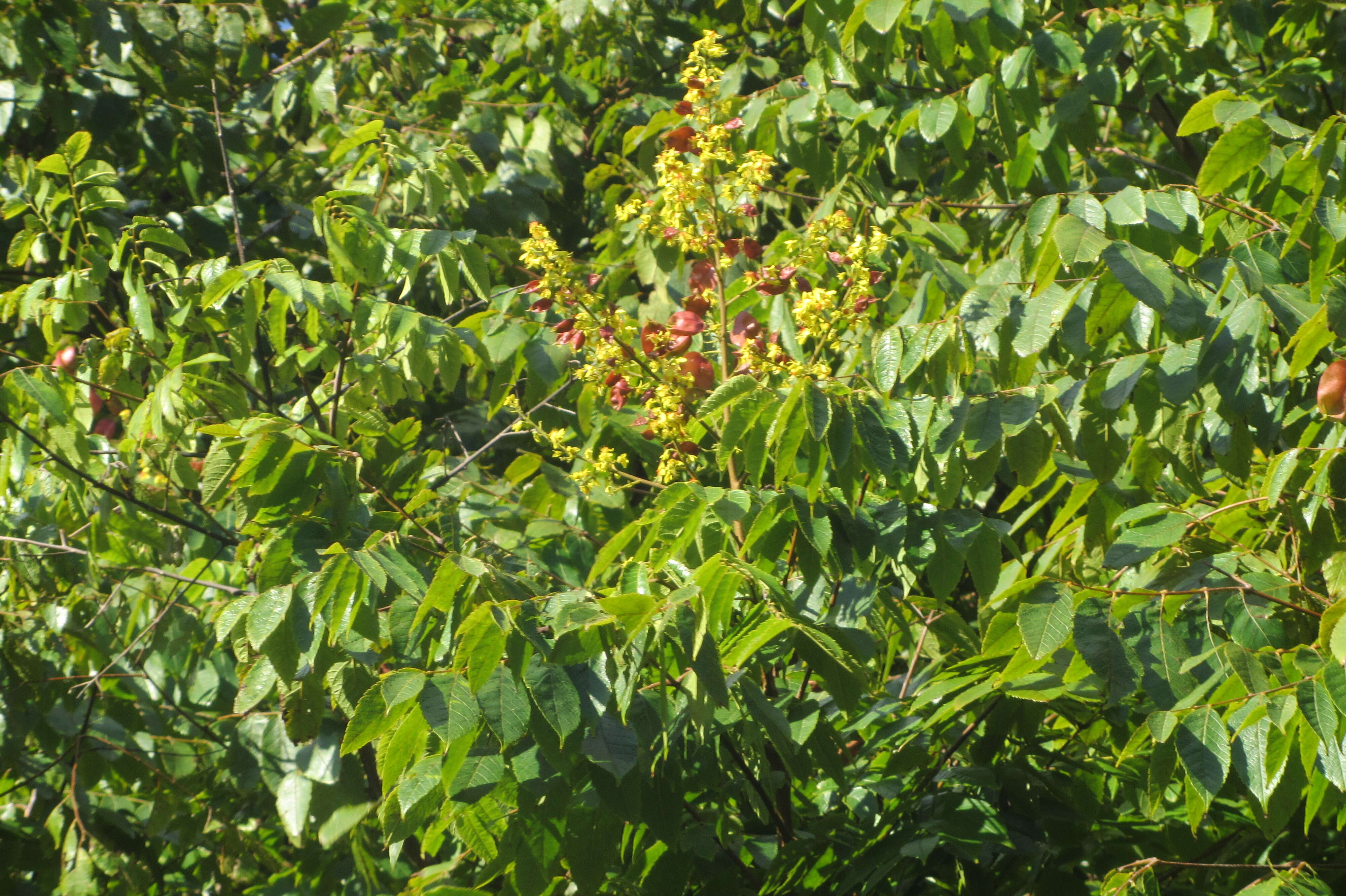 Image of Golden-rain tree