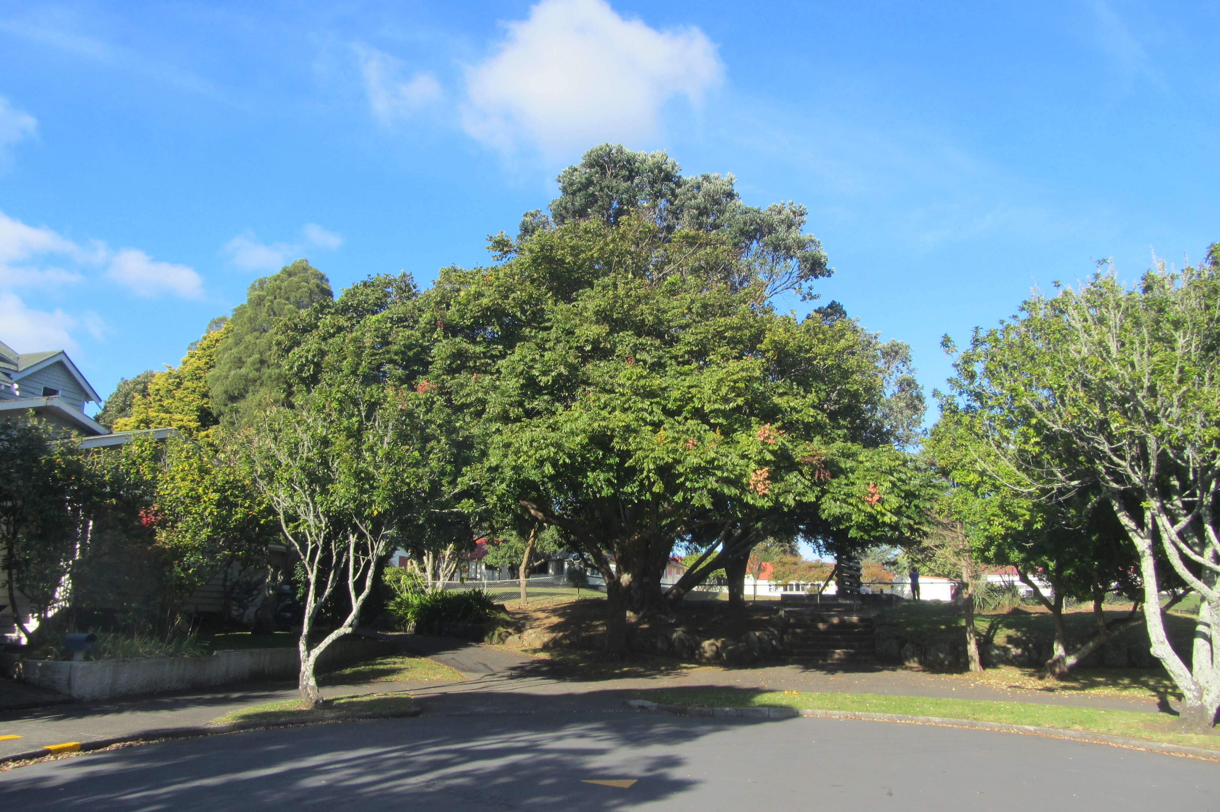 Image of Golden-rain tree