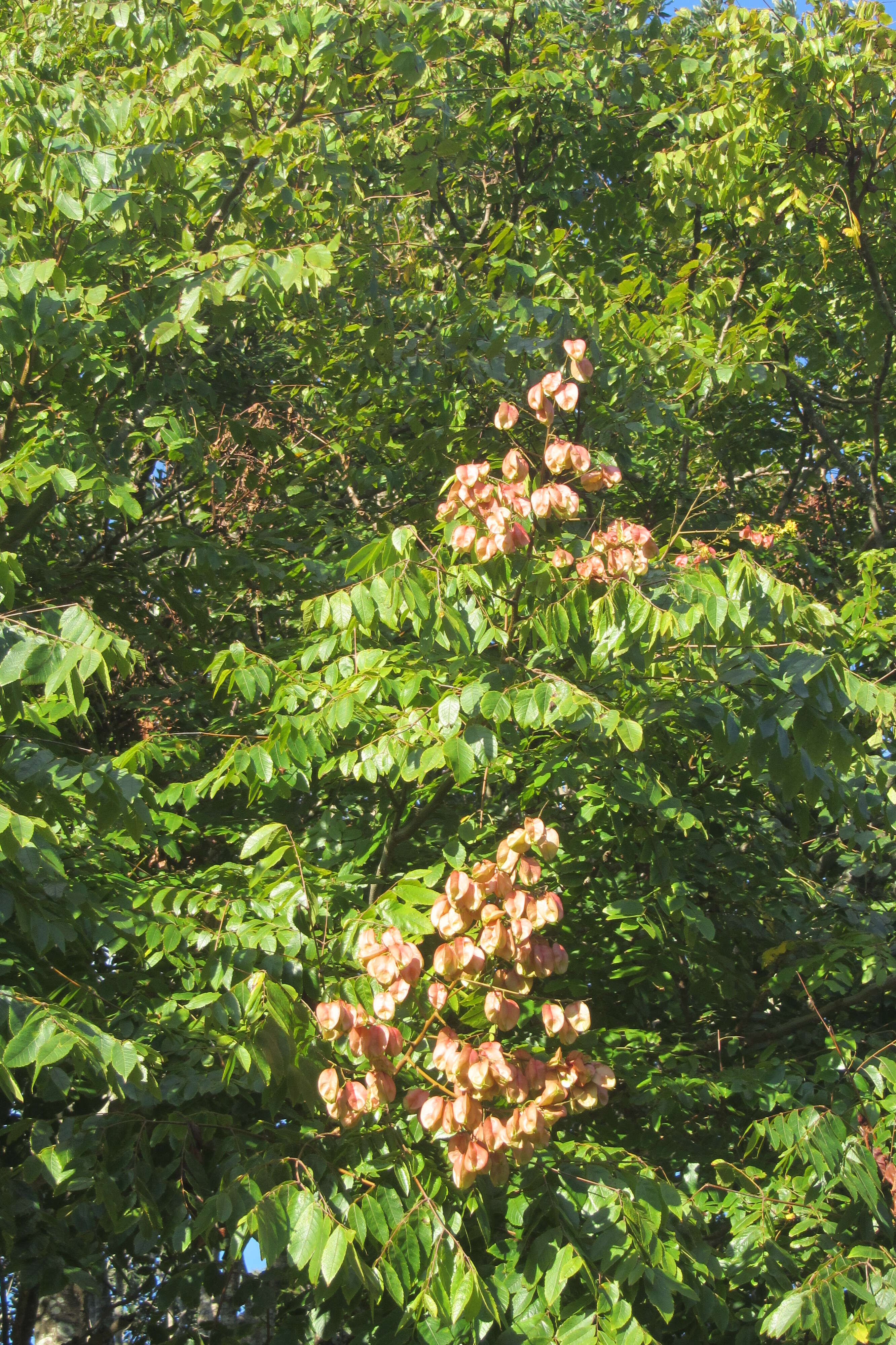 Image of Golden-rain tree