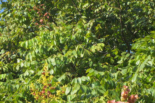 Image of Golden-rain tree