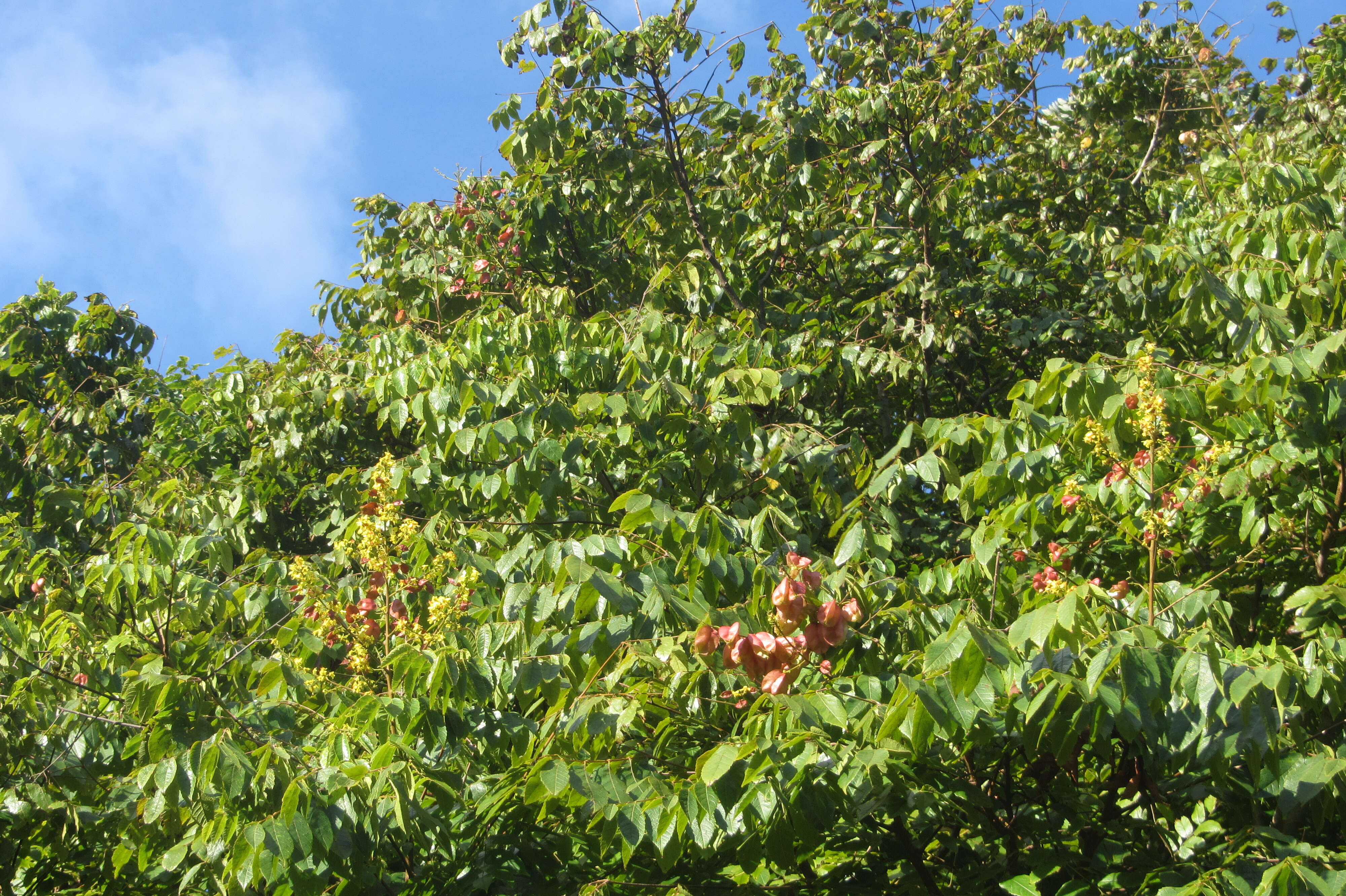 Image of Golden-rain tree