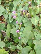 Plancia ëd Ipomoea triloba L.