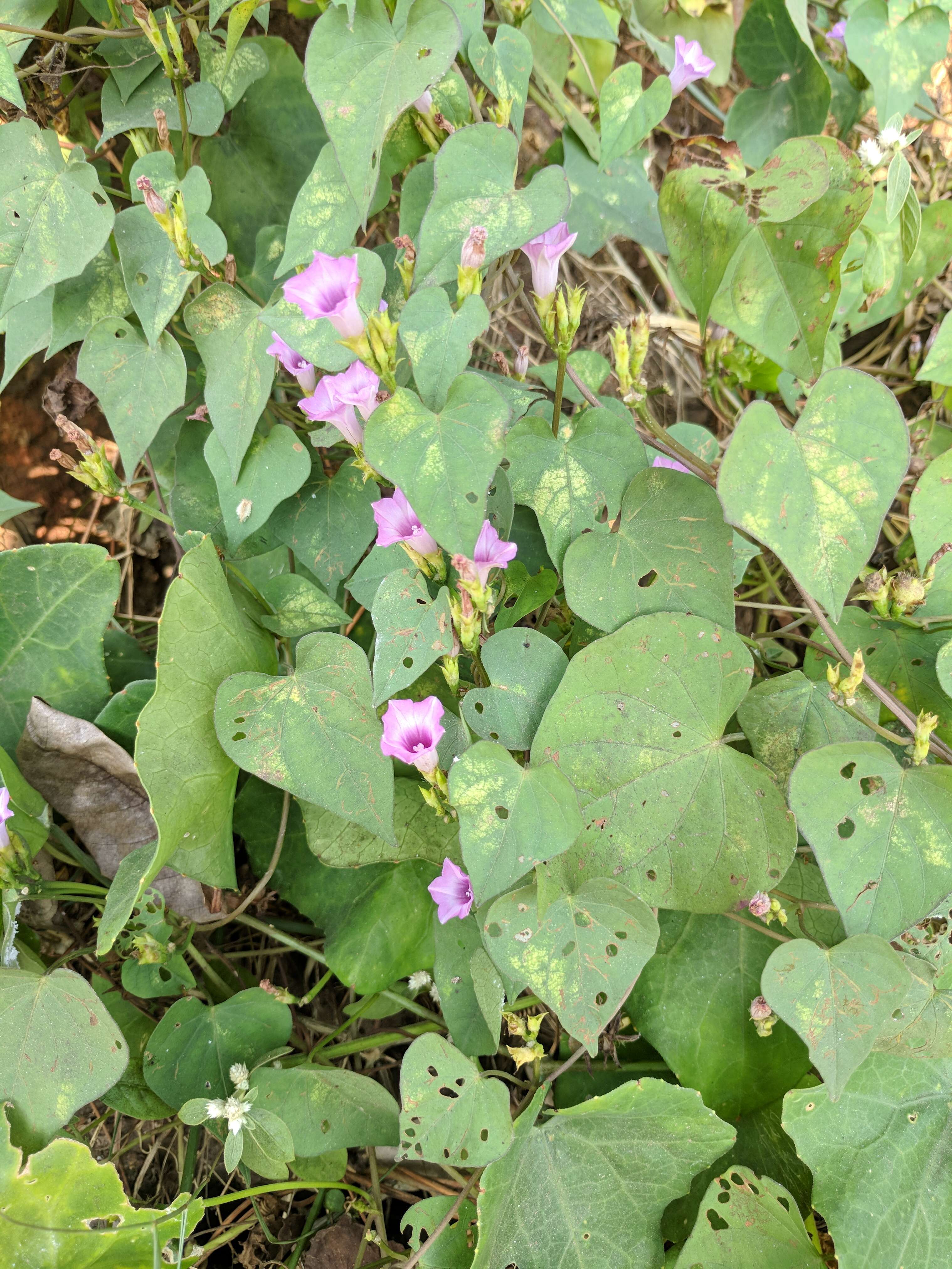 Plancia ëd Ipomoea triloba L.