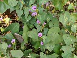 Plancia ëd Ipomoea triloba L.