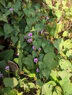 Plancia ëd Ipomoea triloba L.