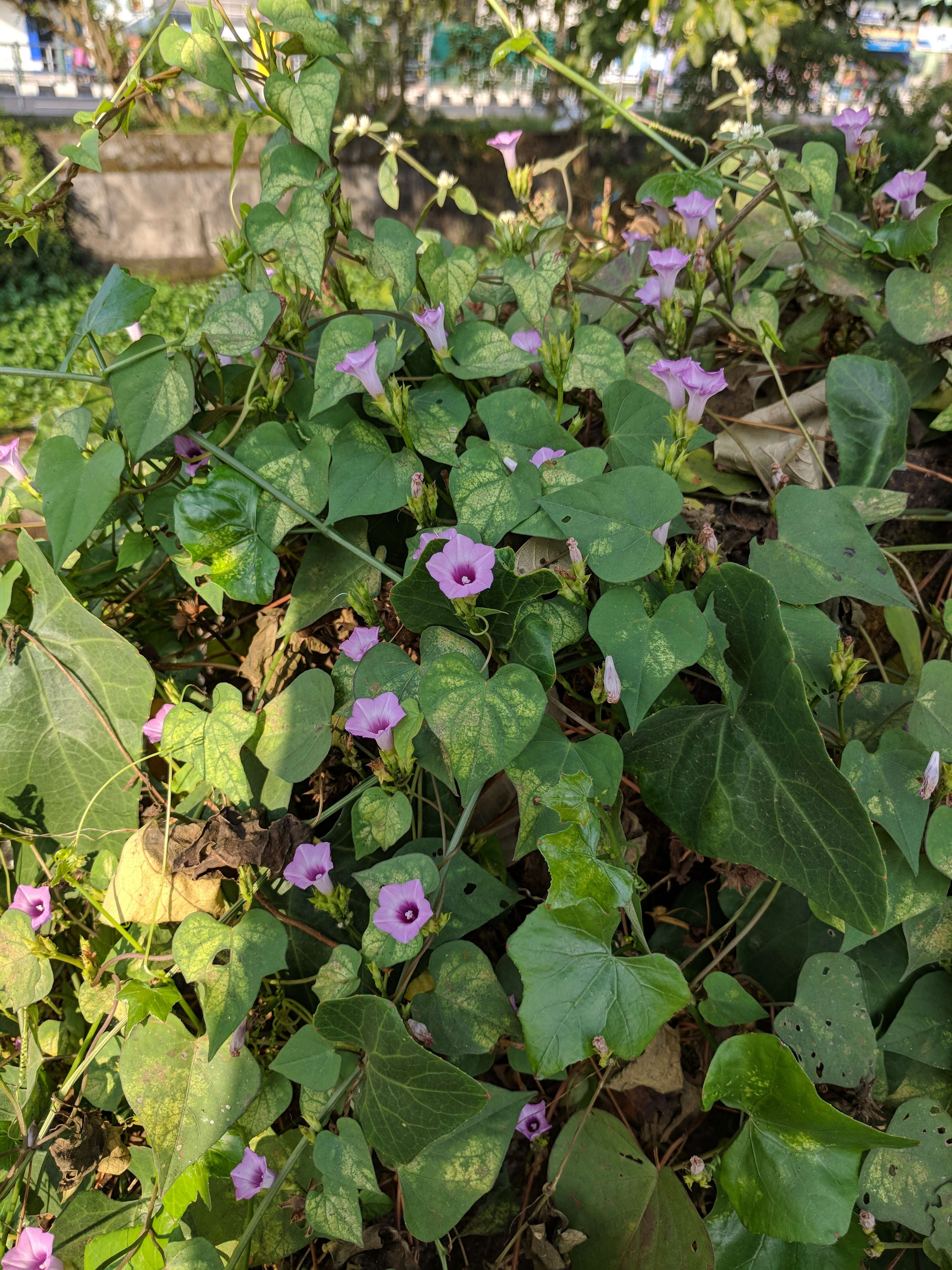 Plancia ëd Ipomoea triloba L.