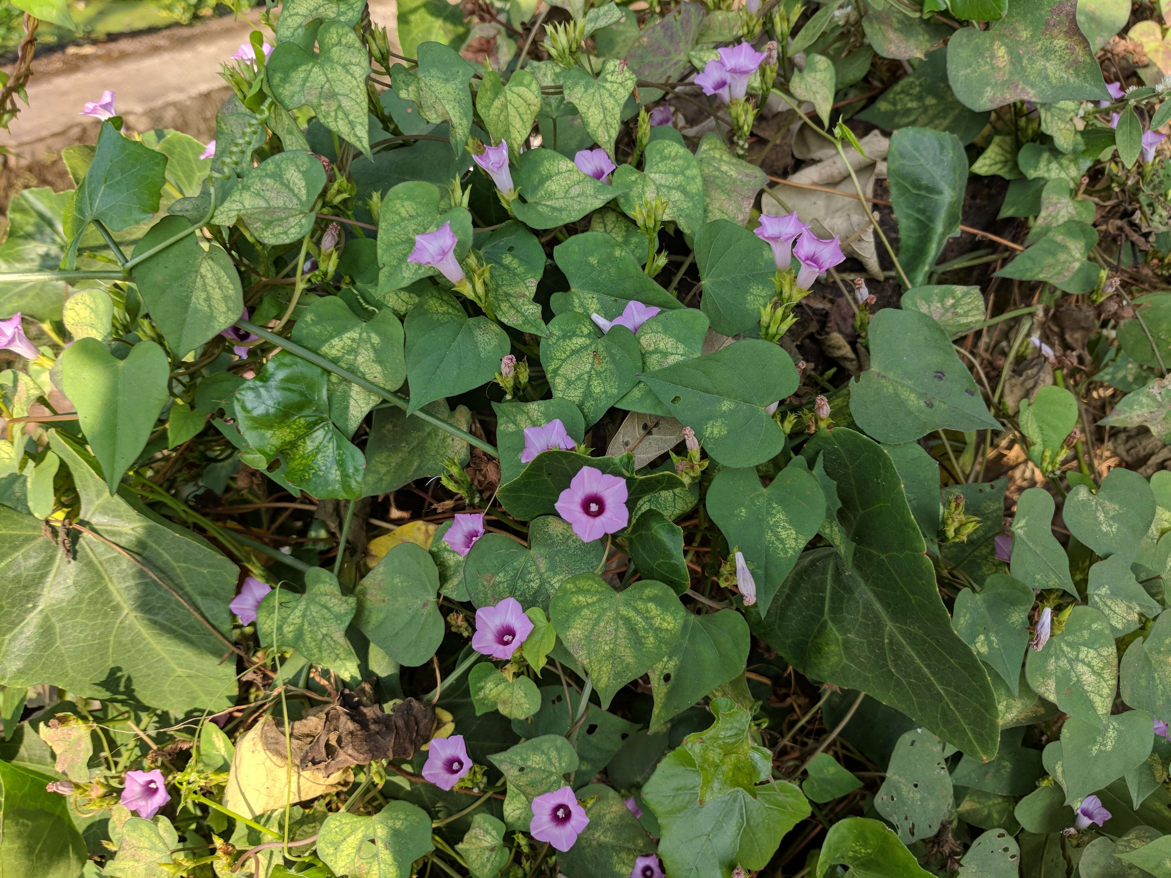 Plancia ëd Ipomoea triloba L.