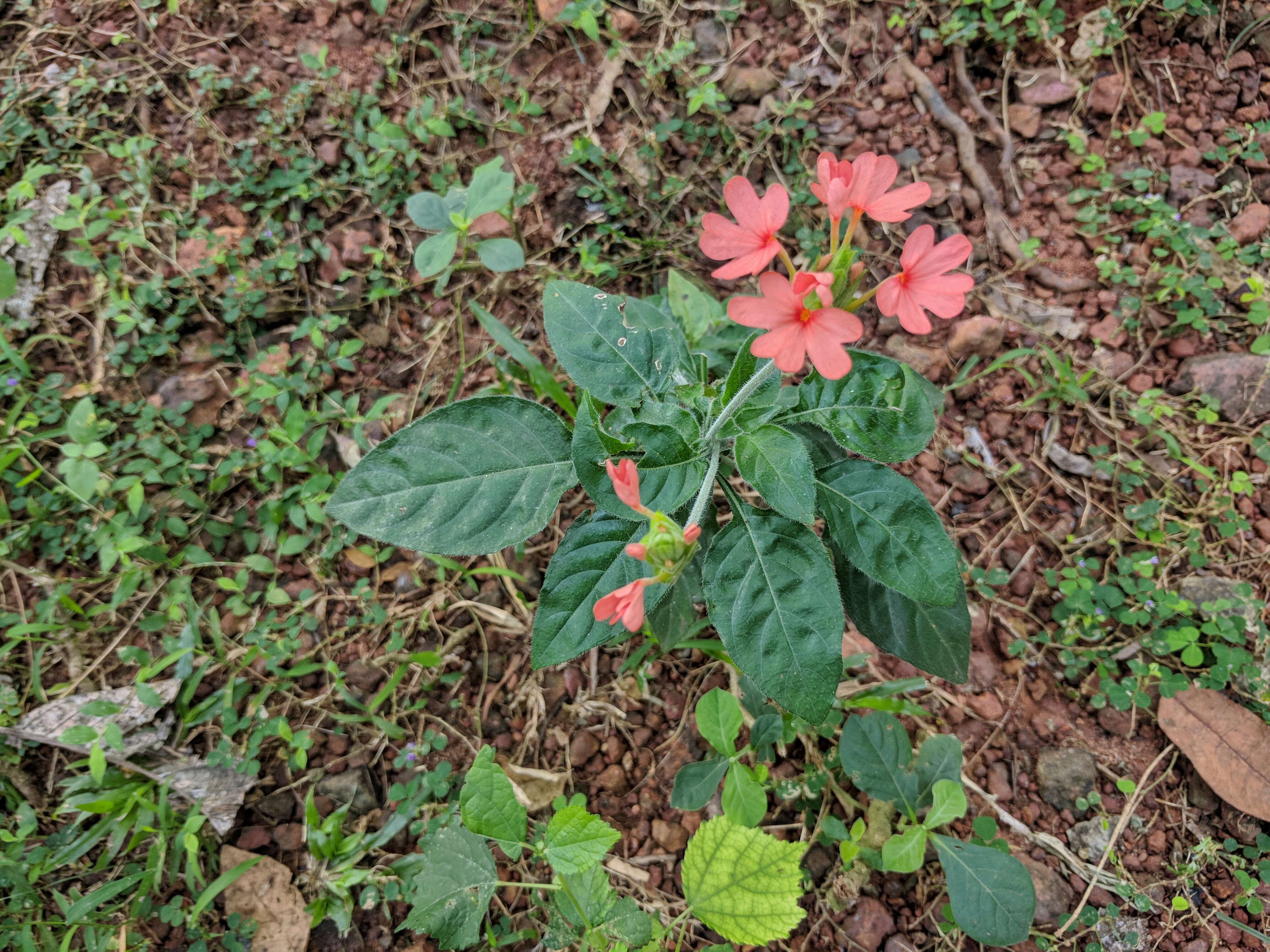 Imagem de Crossandra infundibuliformis (L.) Nees