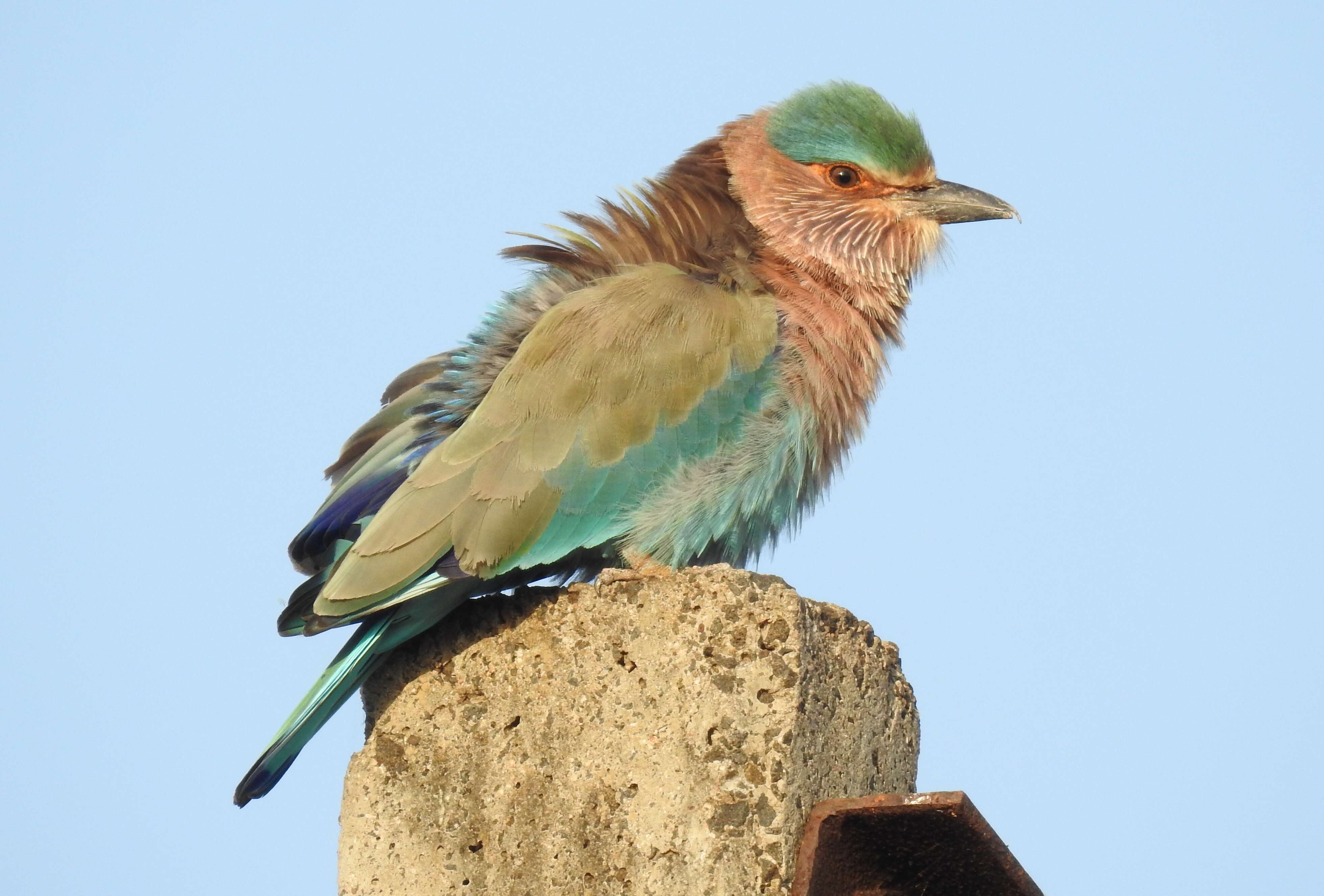 Imagem de Coracias benghalensis (Linnaeus 1758)