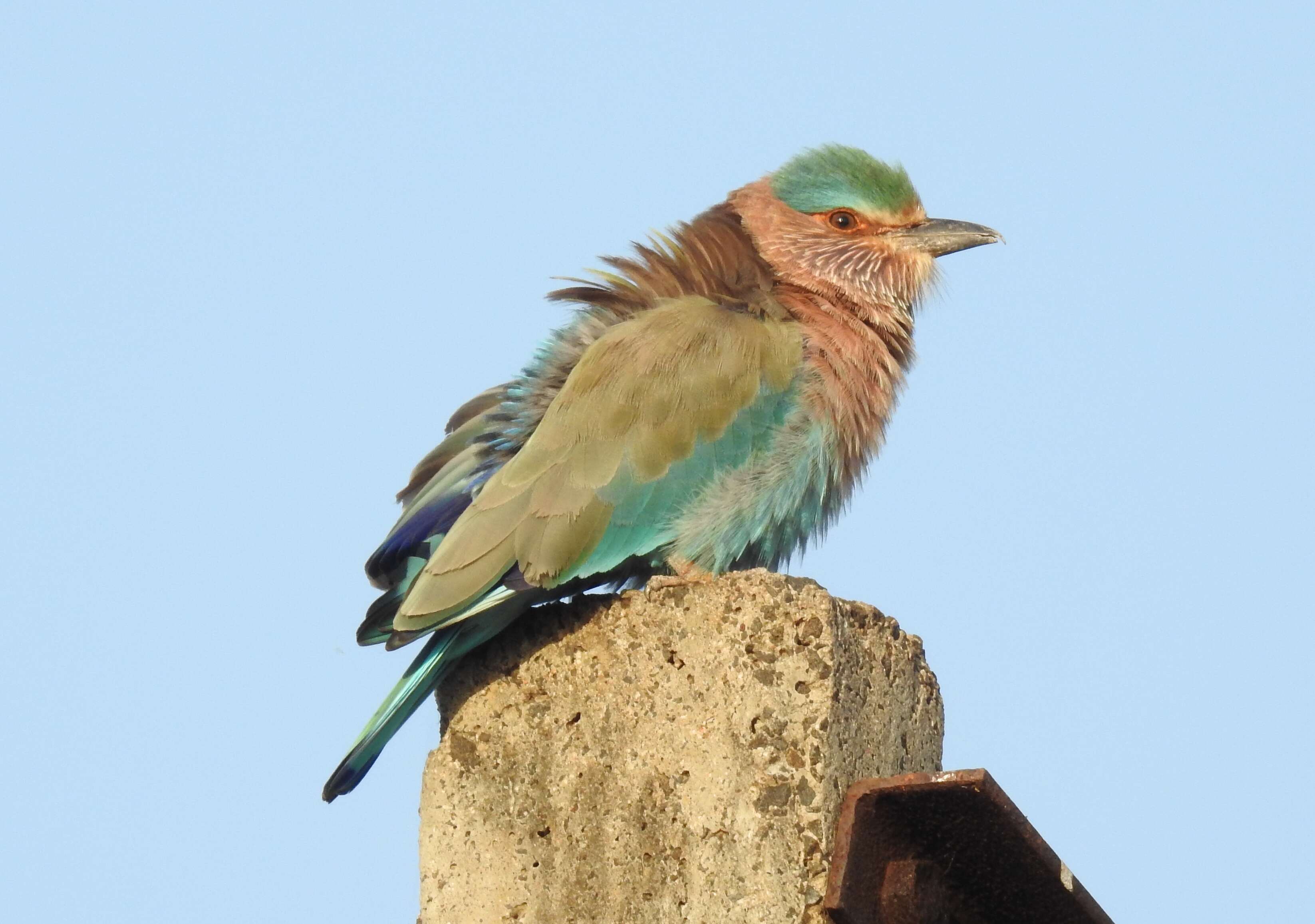 Image of Indian Roller