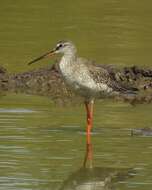 Image of Spotted Redshank