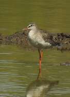 Image of Spotted Redshank