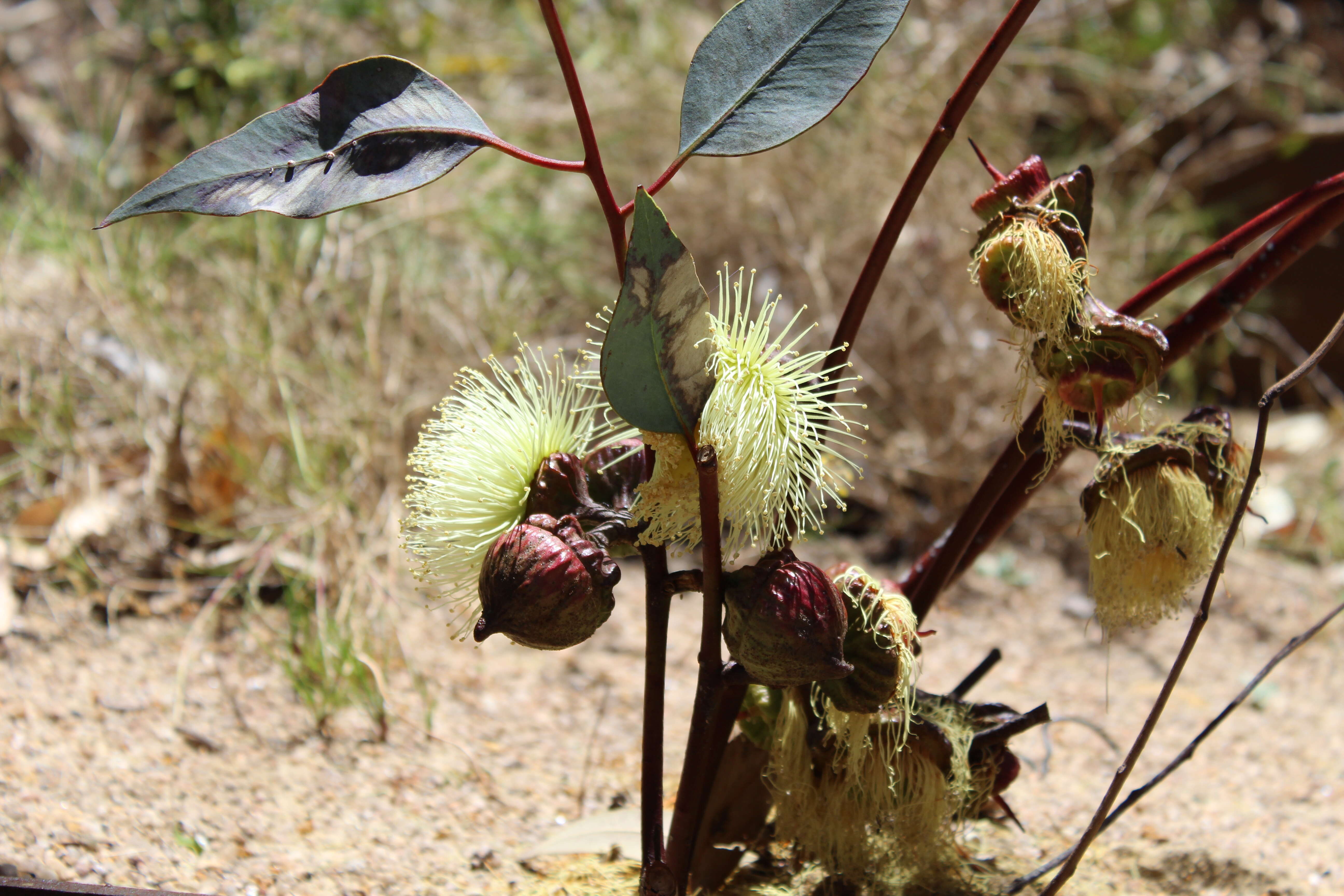 Image of lemon-flower gum