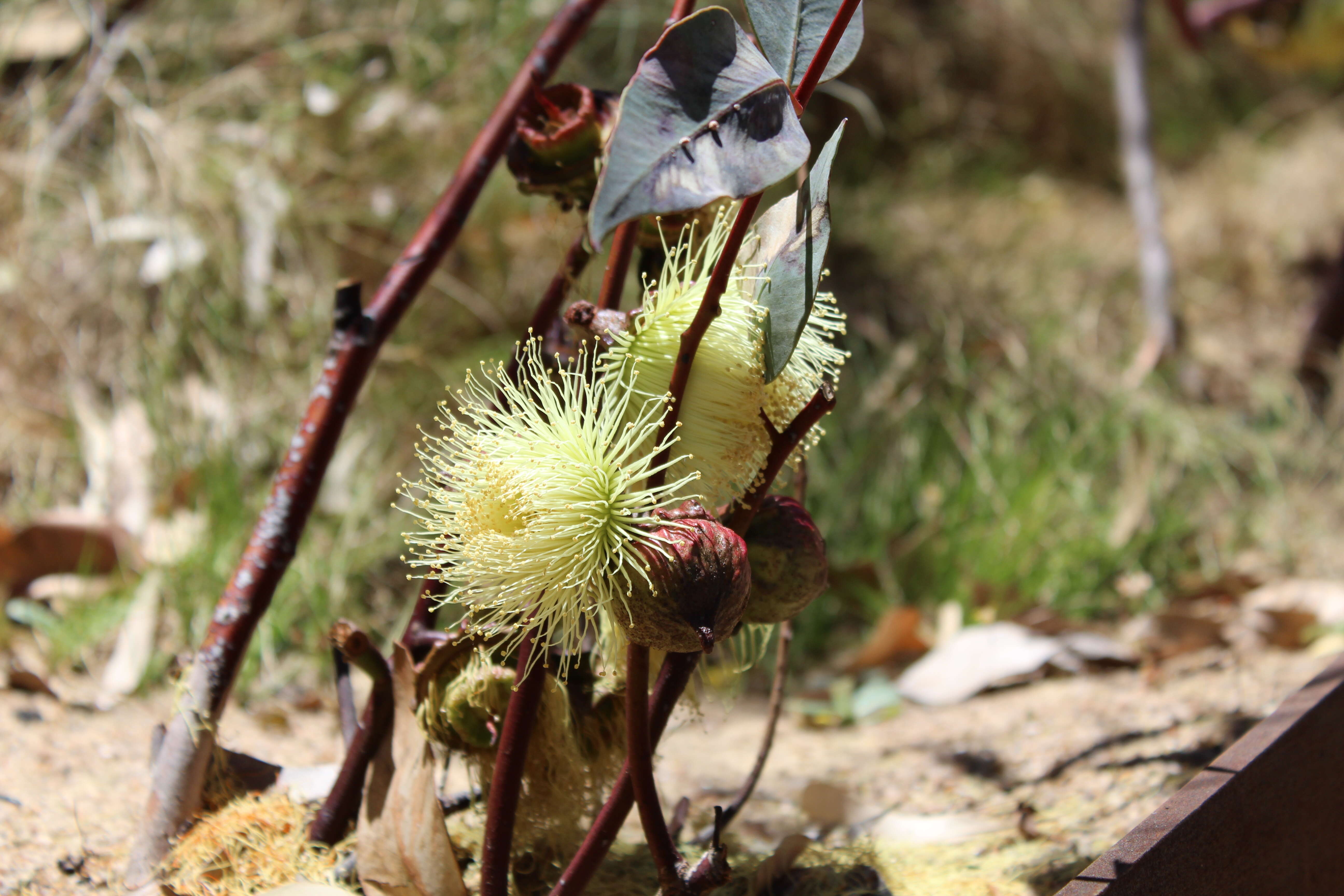 Image of lemon-flower gum