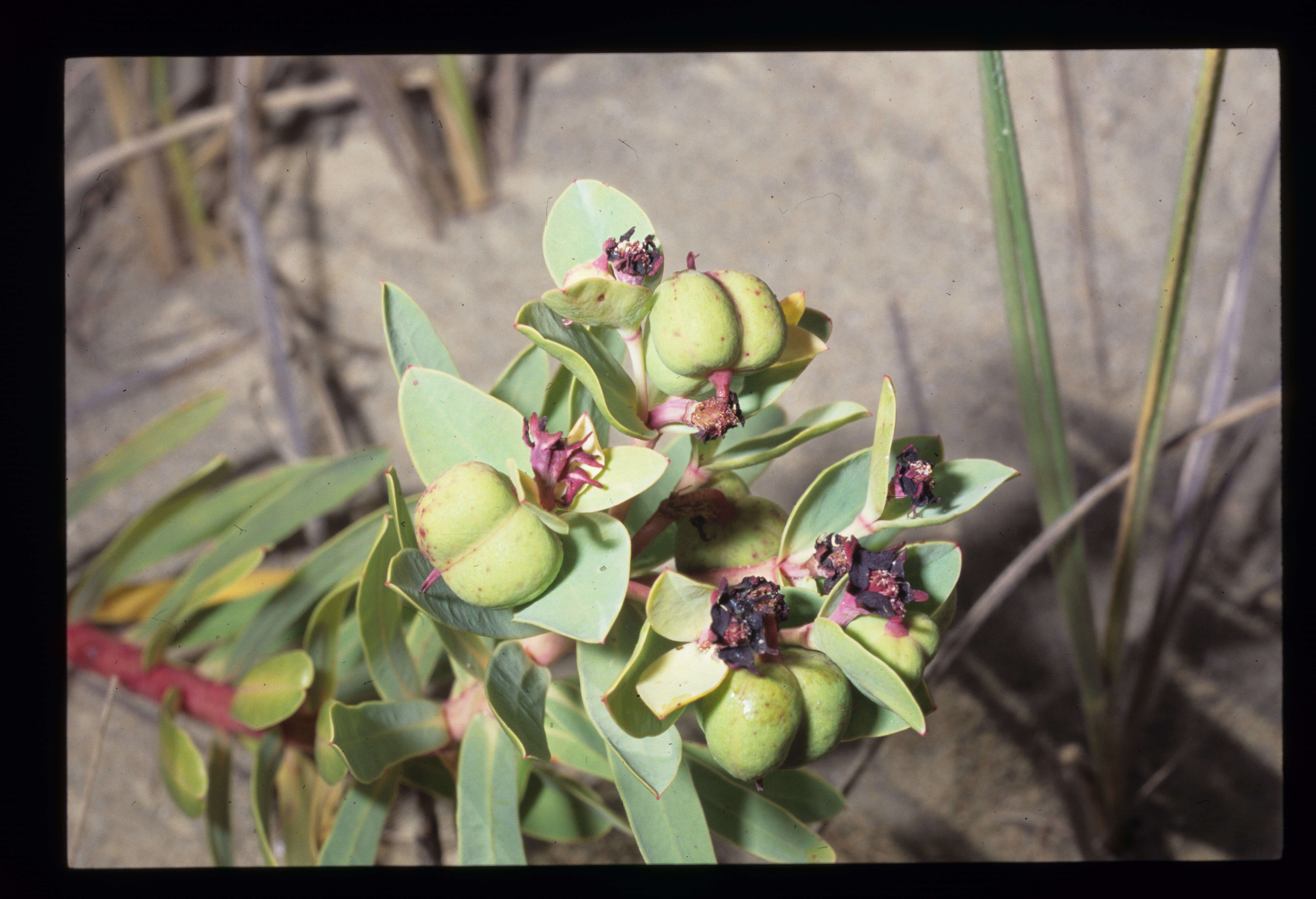 Imagem de Euphorbia glauca G. Forst.