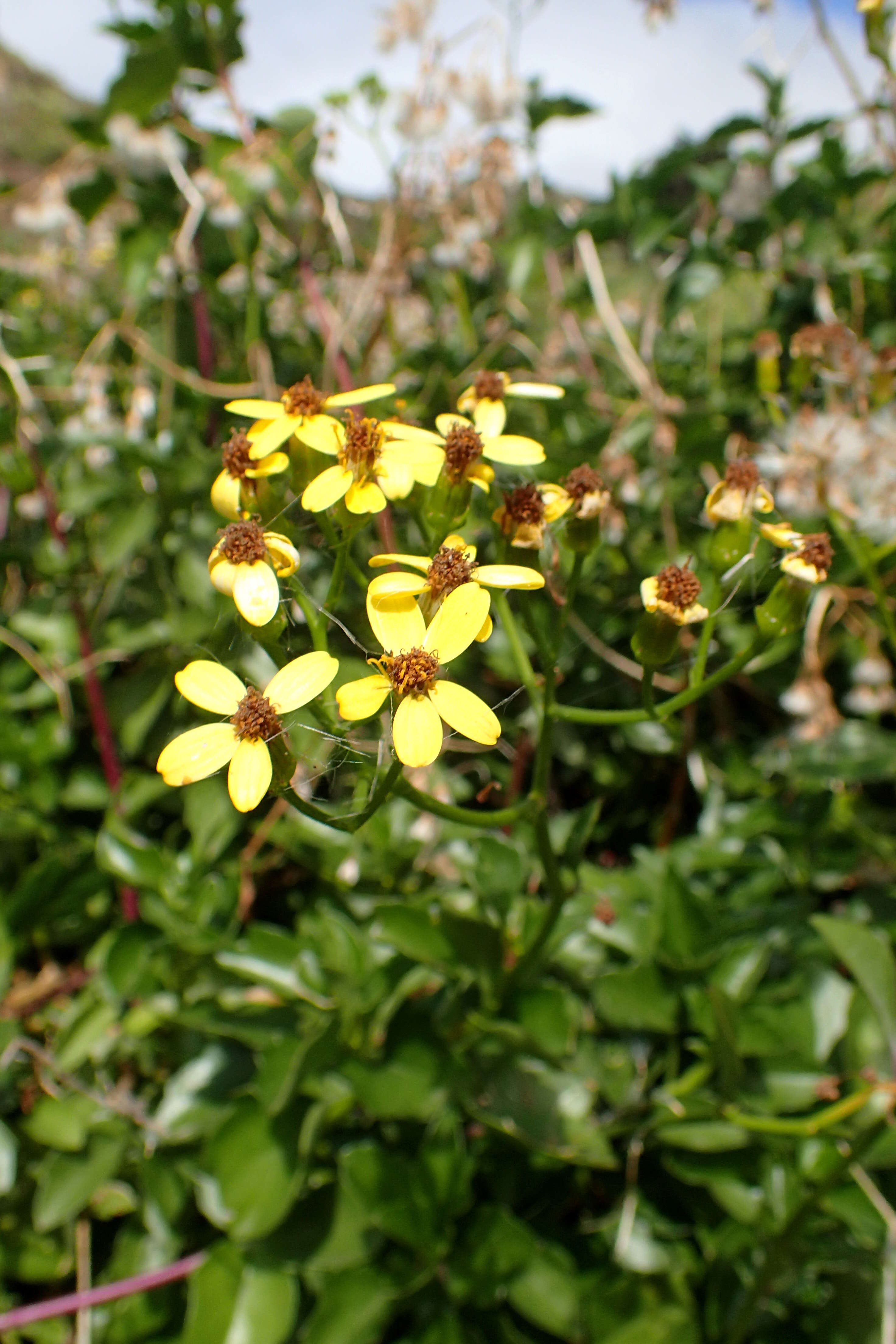 Image of creeping groundsel