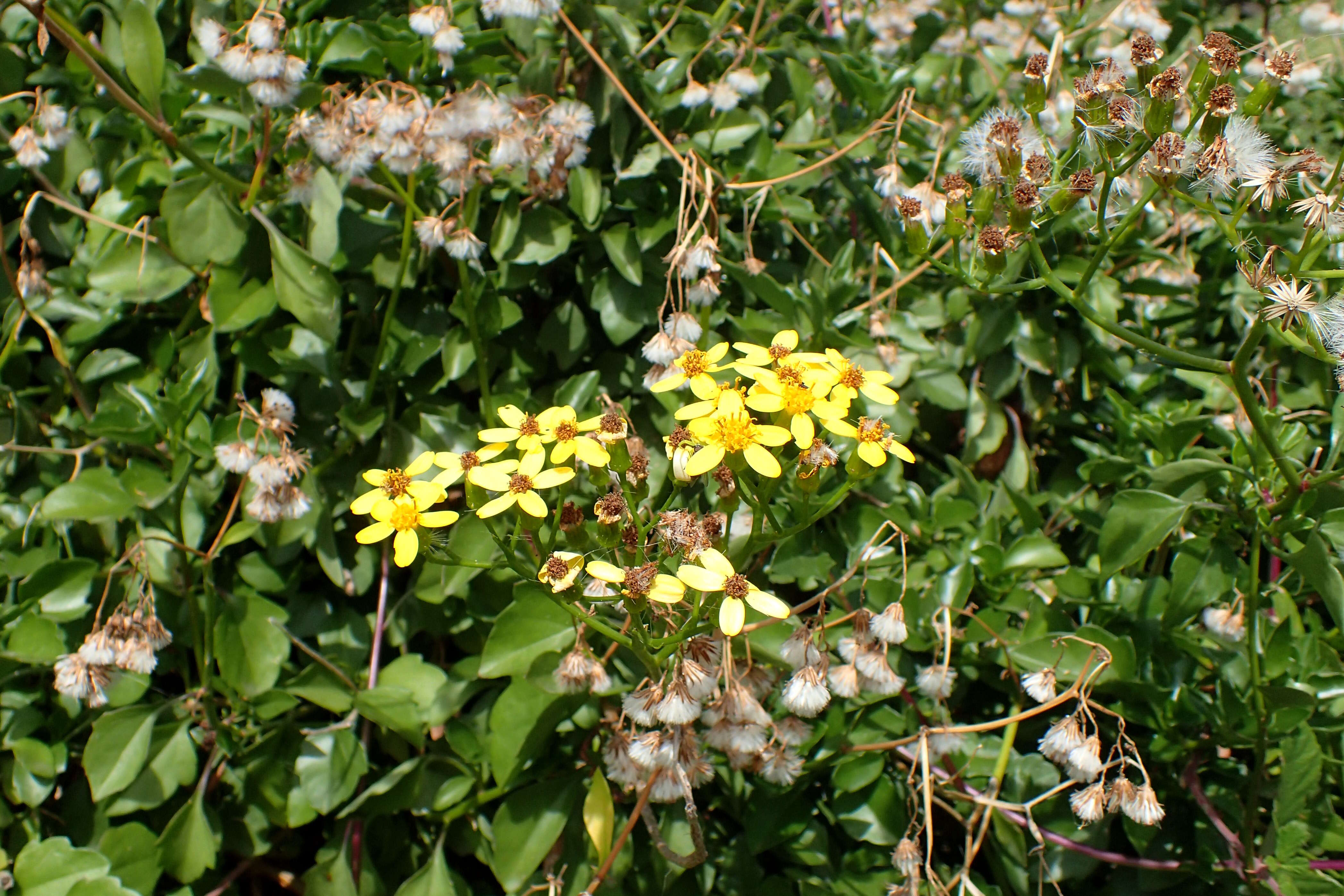 Image of creeping groundsel