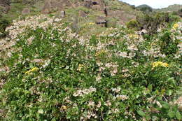 Image of creeping groundsel