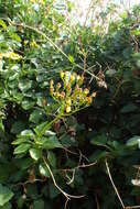 Image of creeping groundsel