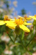 Image of creeping groundsel