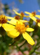 Image of creeping groundsel