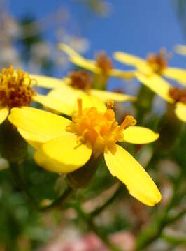 Plancia ëd Senecio angulatus L. fil.