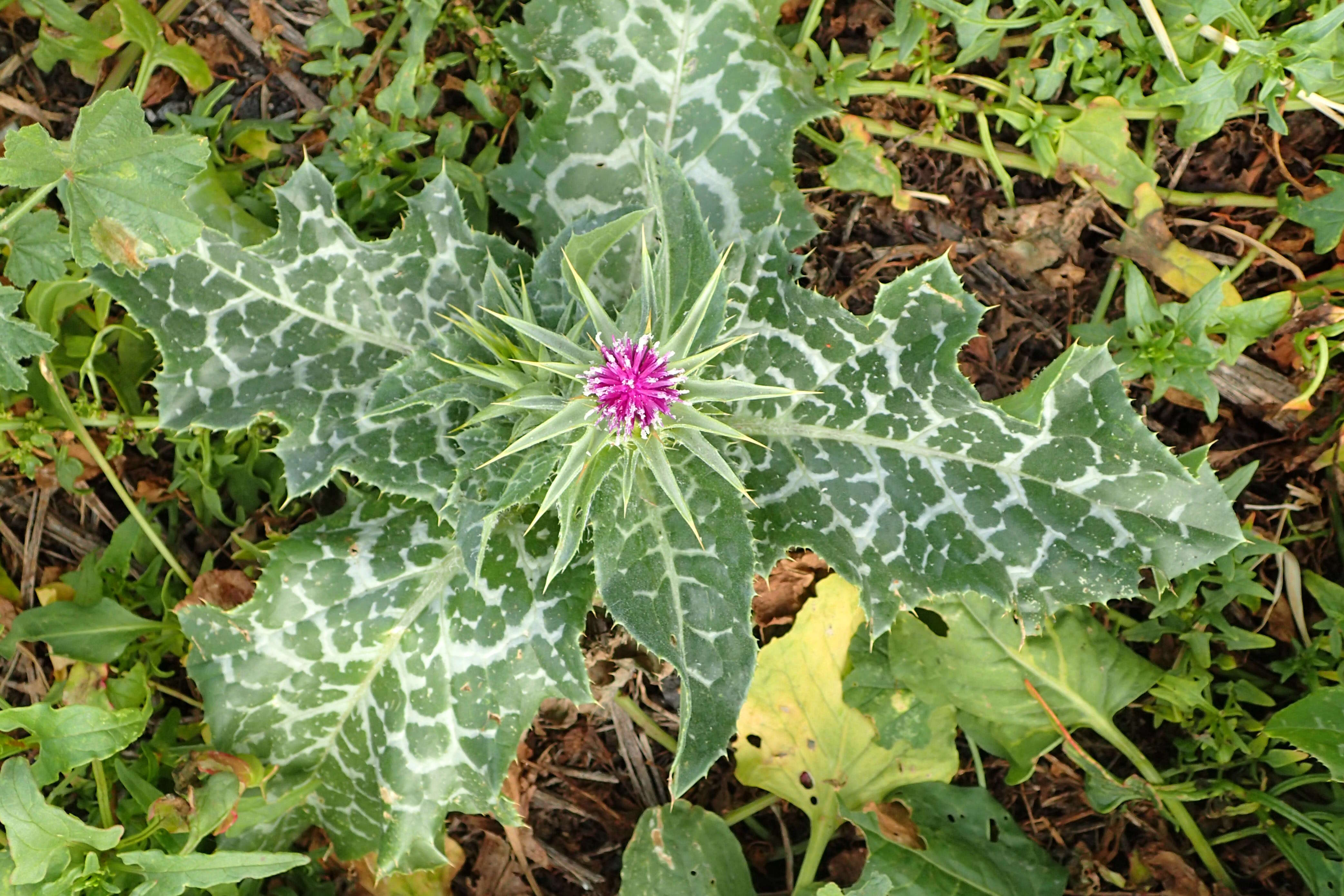 Image of Milk thistle