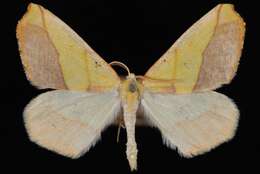 Image de Sicya macularia Harris 1850