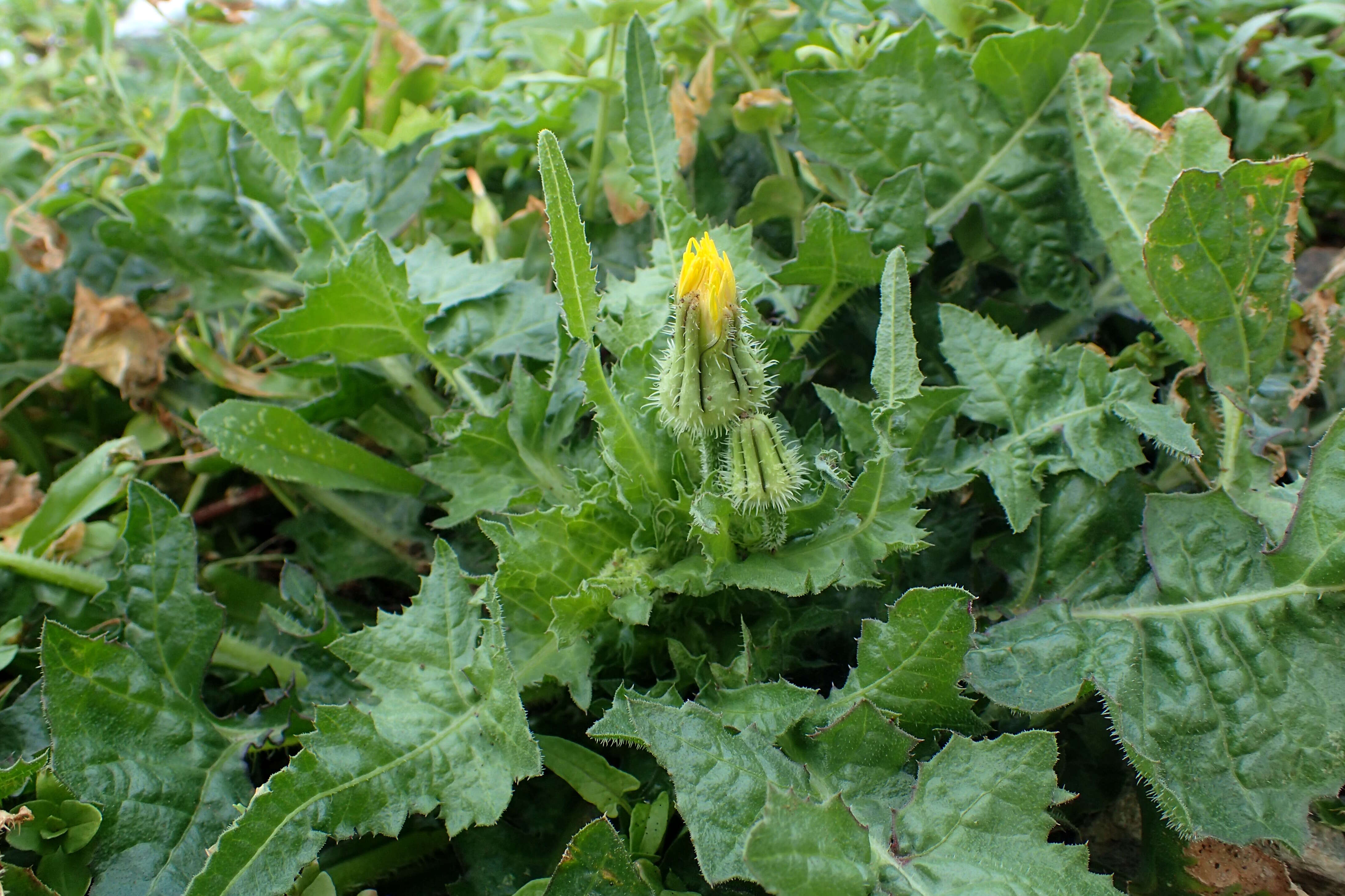 Sivun Urospermum picroides (L.) Scop. ex F. W. Schmidt kuva