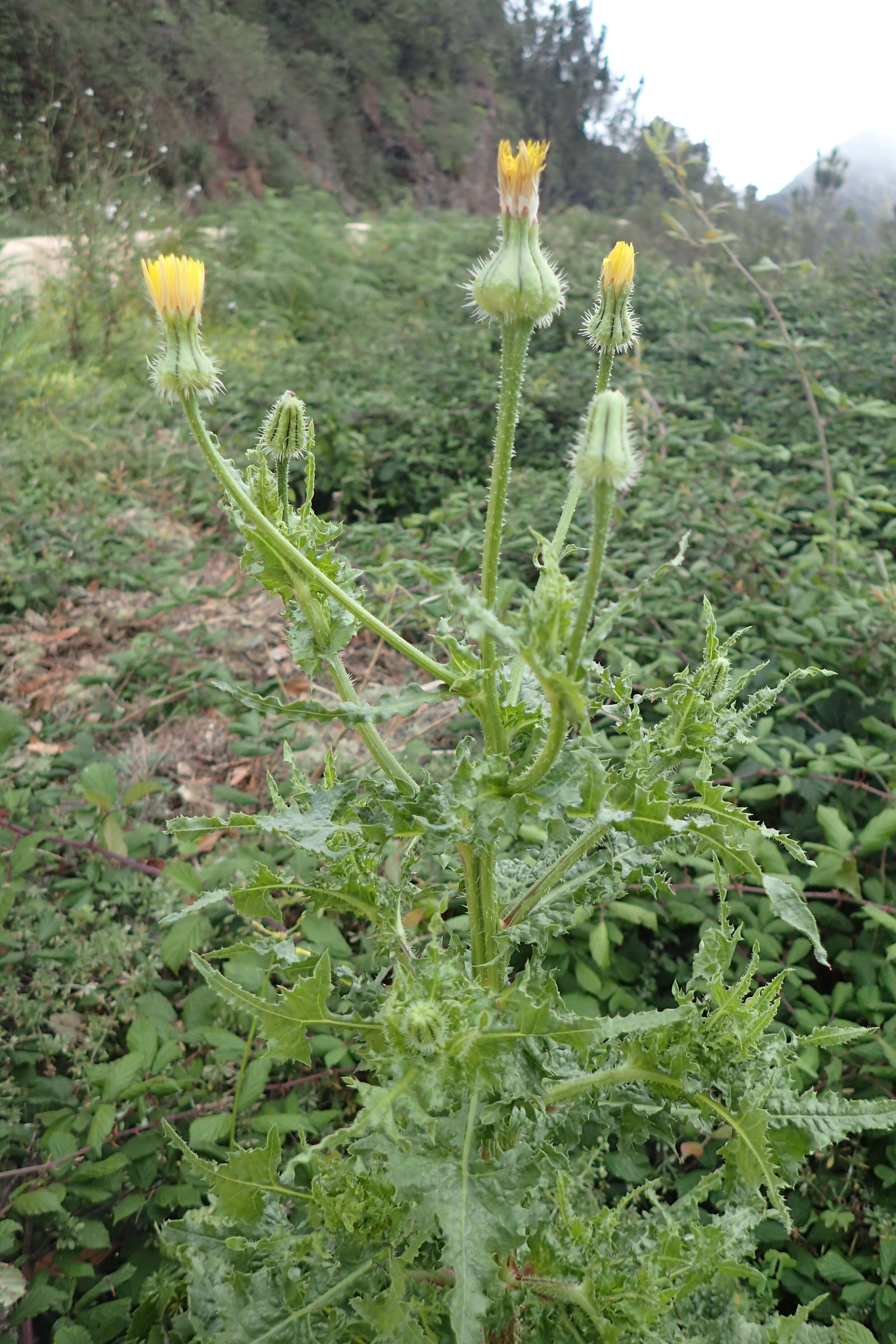 Image of prickly golden-fleece