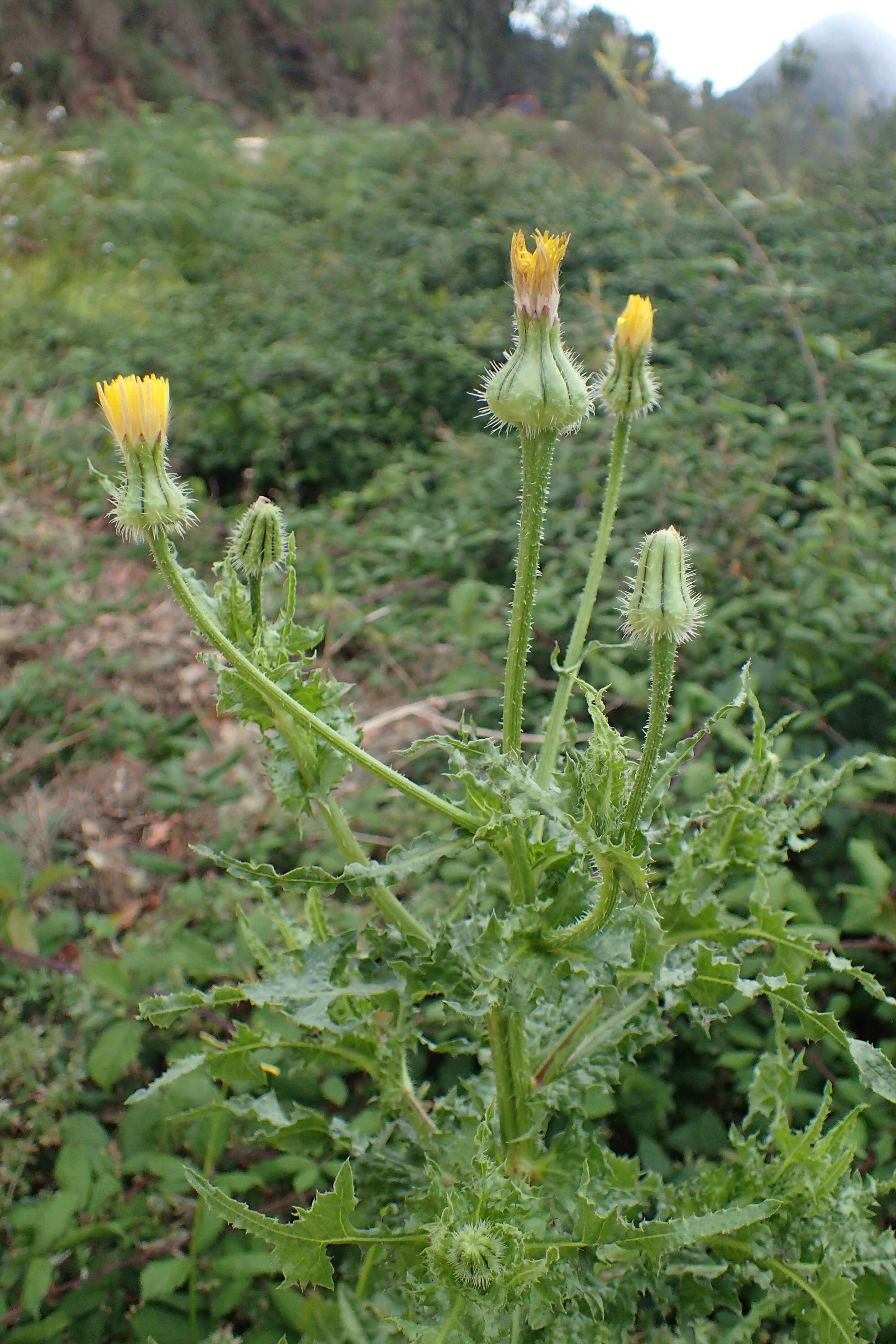 Sivun Urospermum picroides (L.) Scop. ex F. W. Schmidt kuva