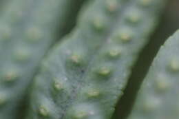 Image of common polypody