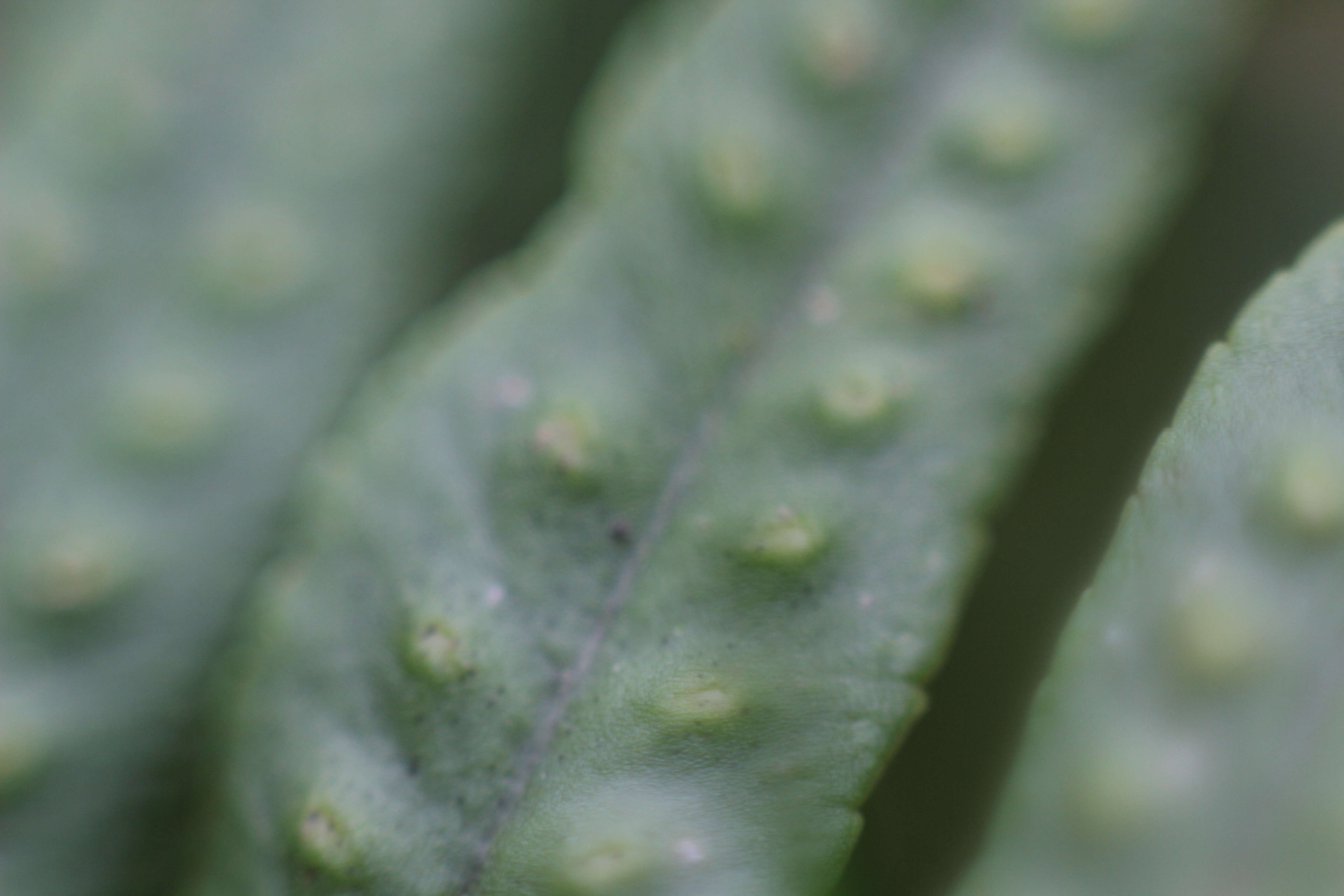 Image of common polypody