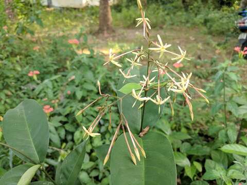 Image of Ixora malabarica (Dennst.) Mabb.