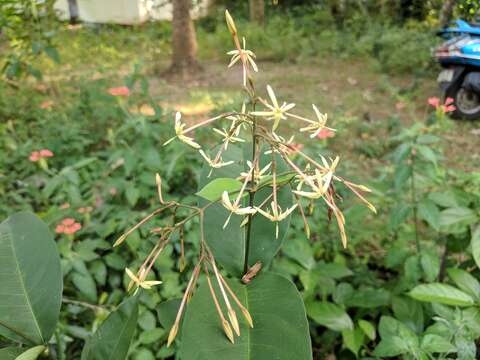 Image of Ixora malabarica (Dennst.) Mabb.