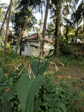 Image of Ixora malabarica (Dennst.) Mabb.