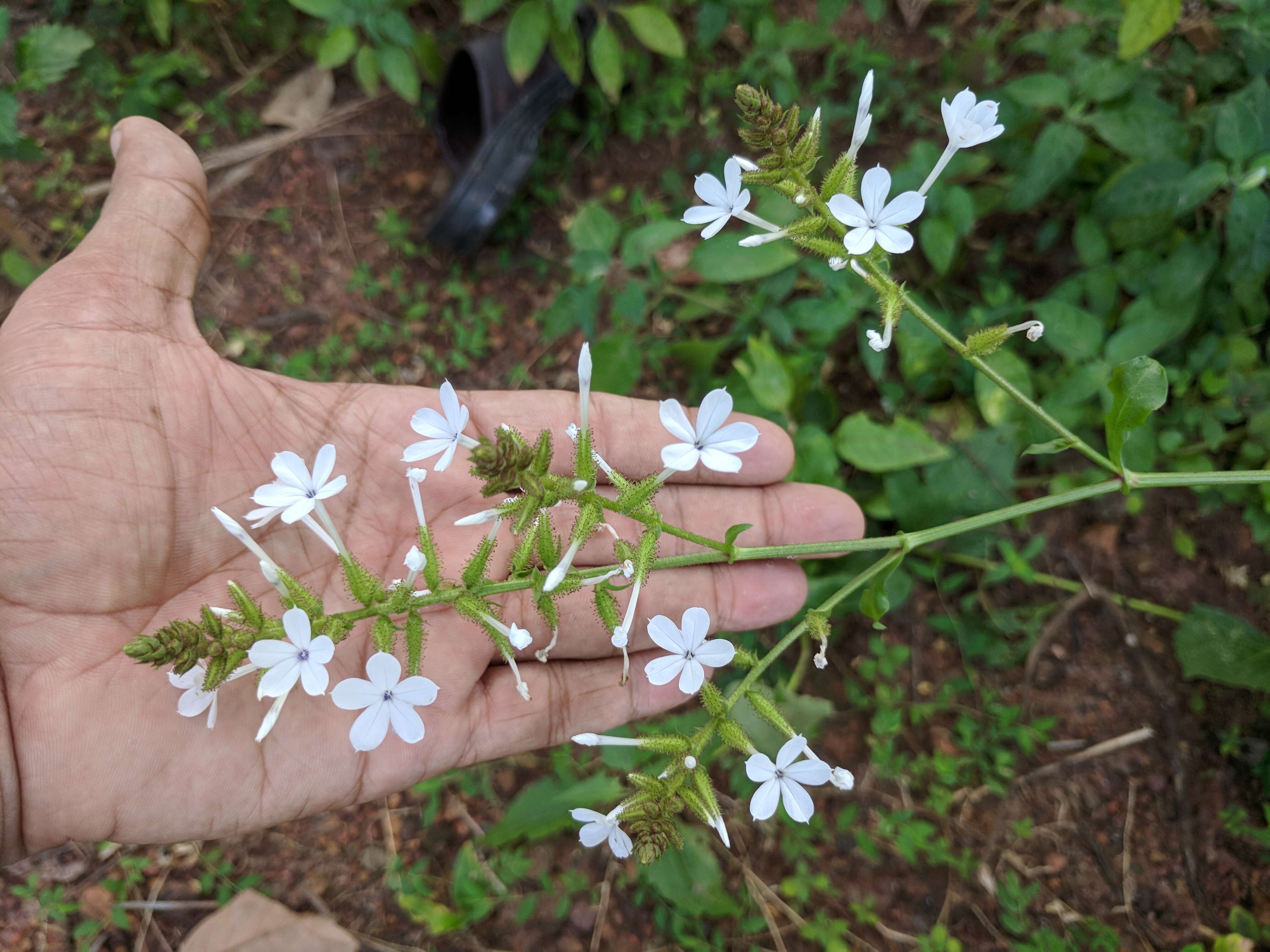 Image of wild leadwort