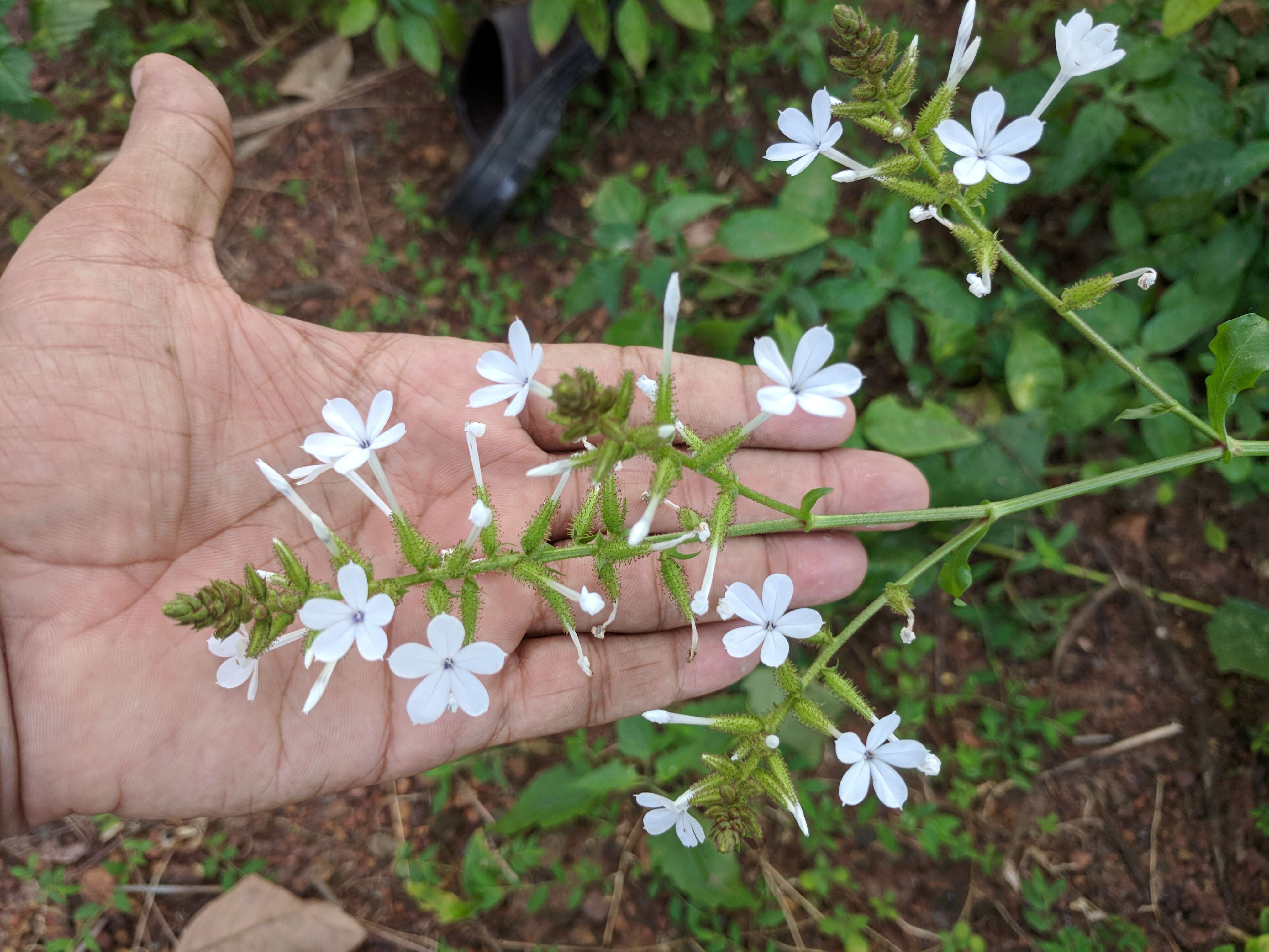 Image of wild leadwort