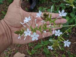 Image of wild leadwort