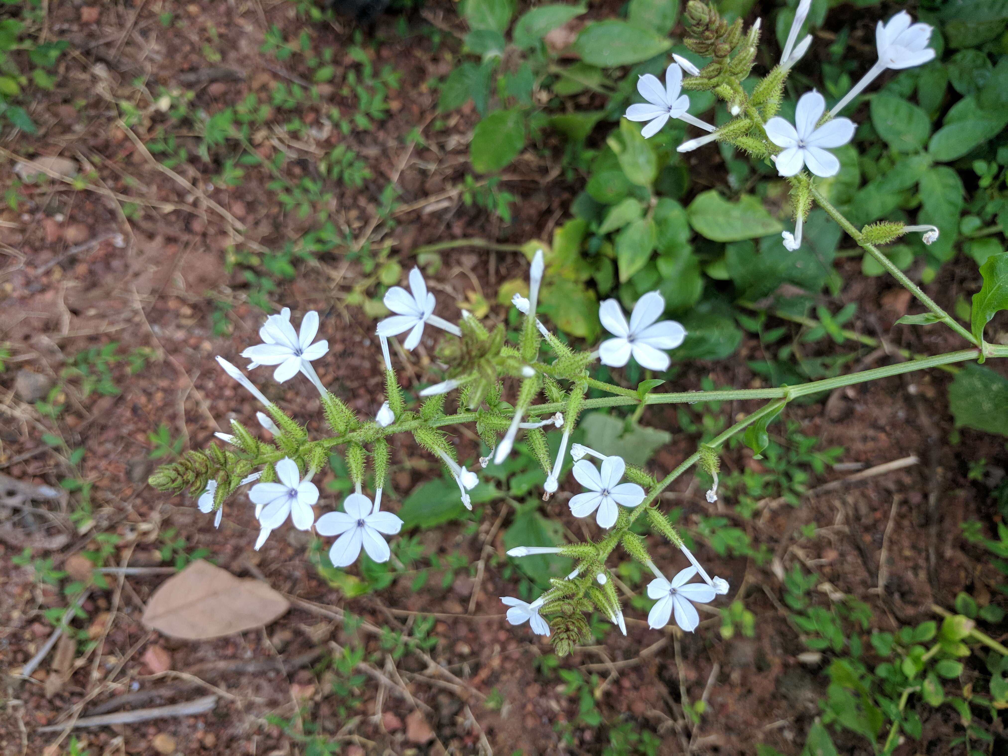 Image of wild leadwort