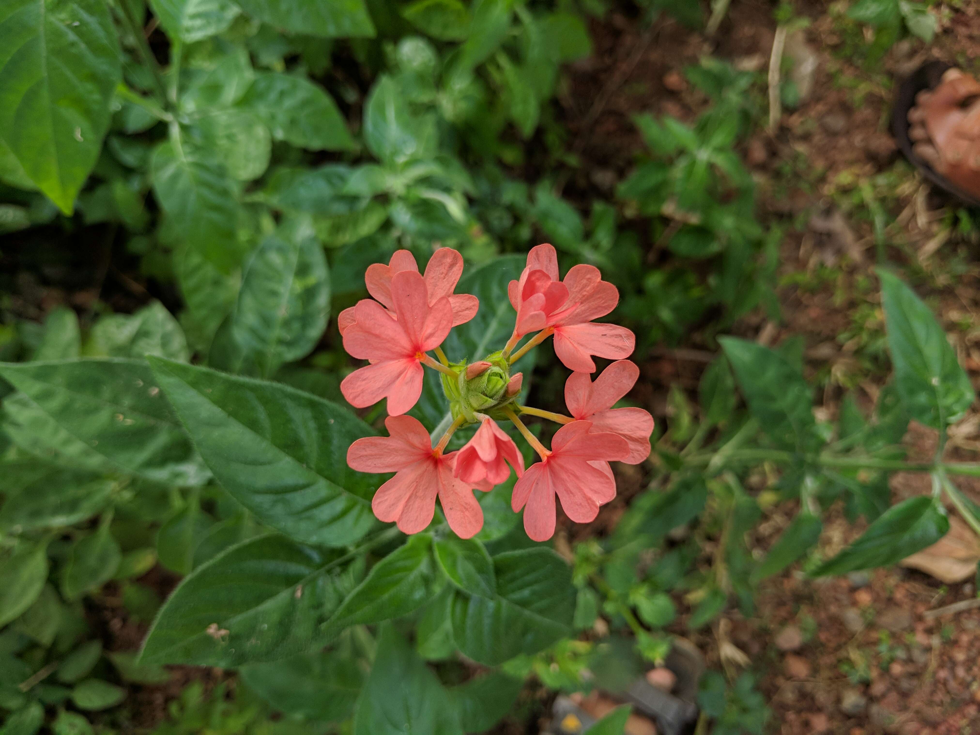 Imagem de Crossandra infundibuliformis (L.) Nees