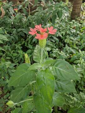 Image of Crossandra infundibuliformis (L.) Nees