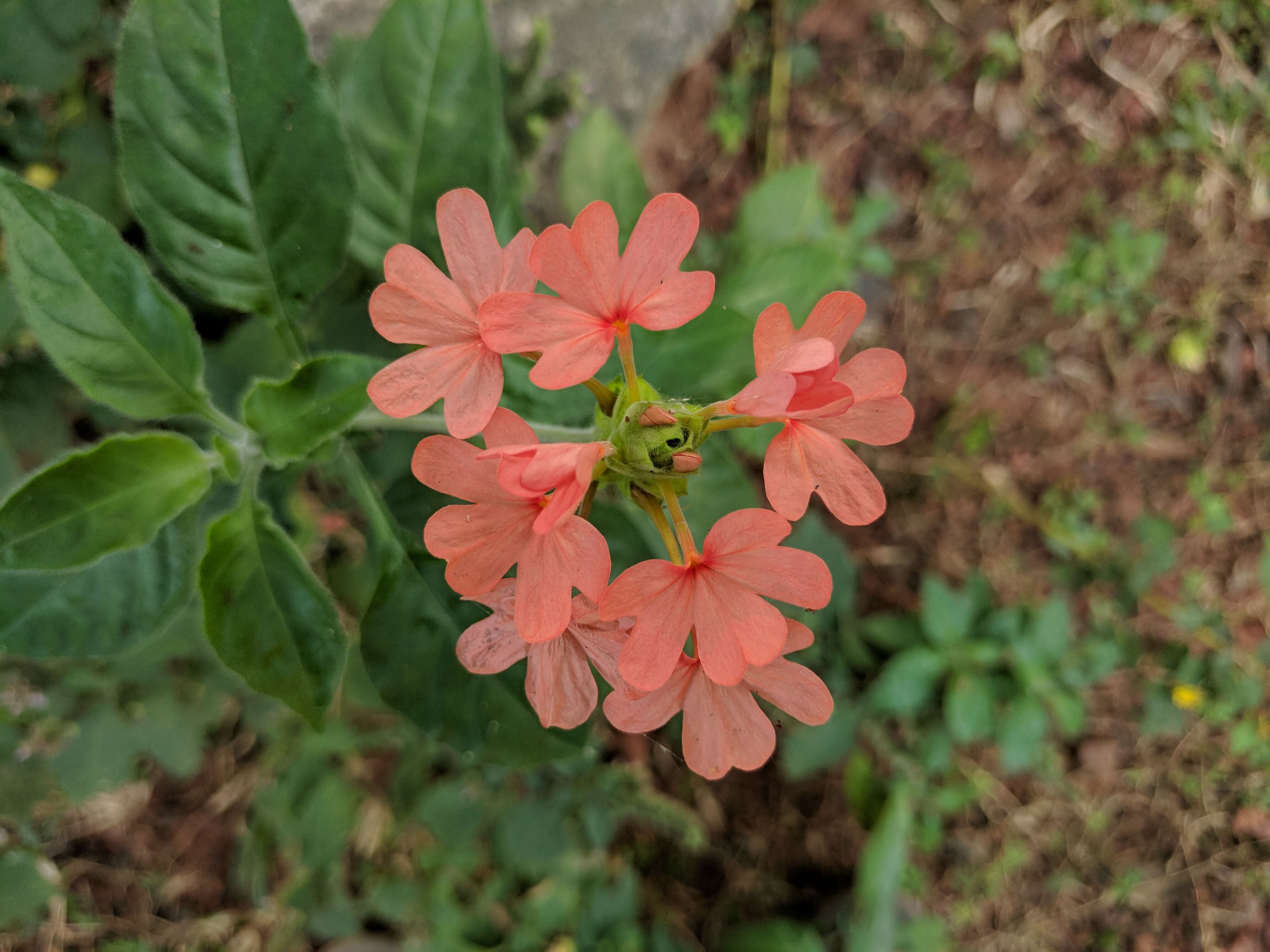 Image of Crossandra infundibuliformis (L.) Nees