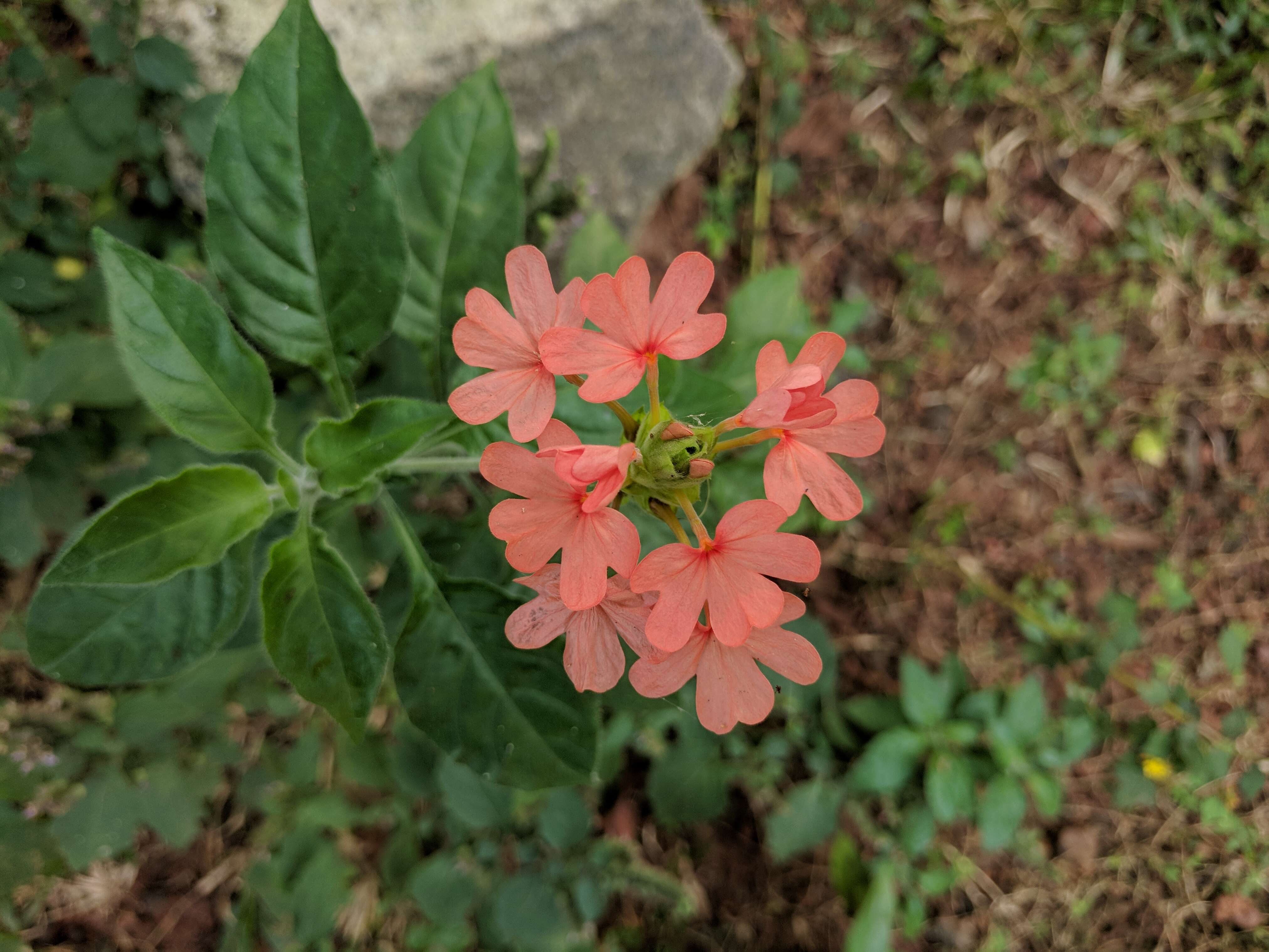 Image of Crossandra infundibuliformis (L.) Nees