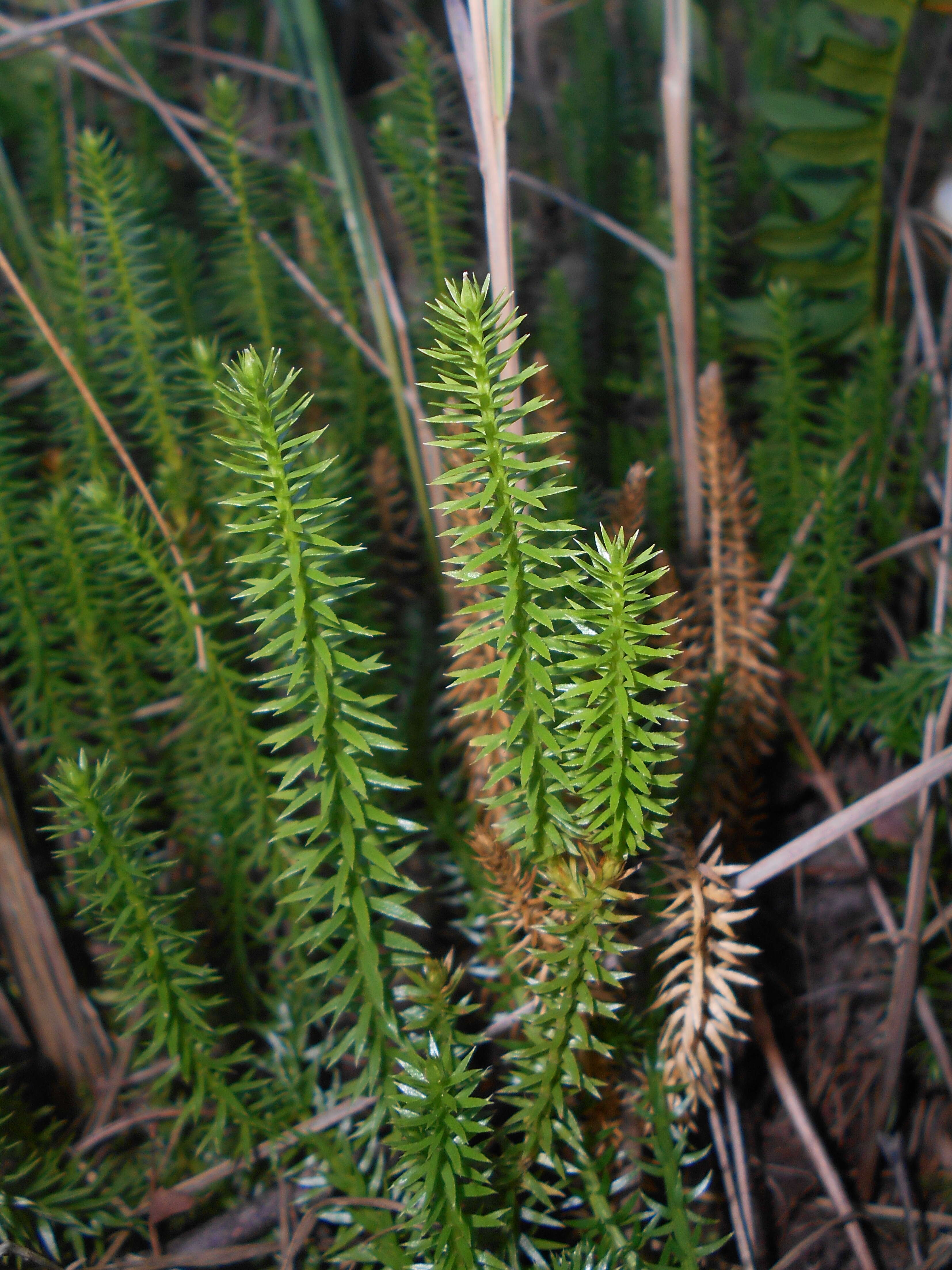 Image of interrupted clubmoss