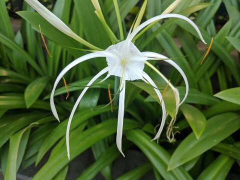 Image of beach spiderlily