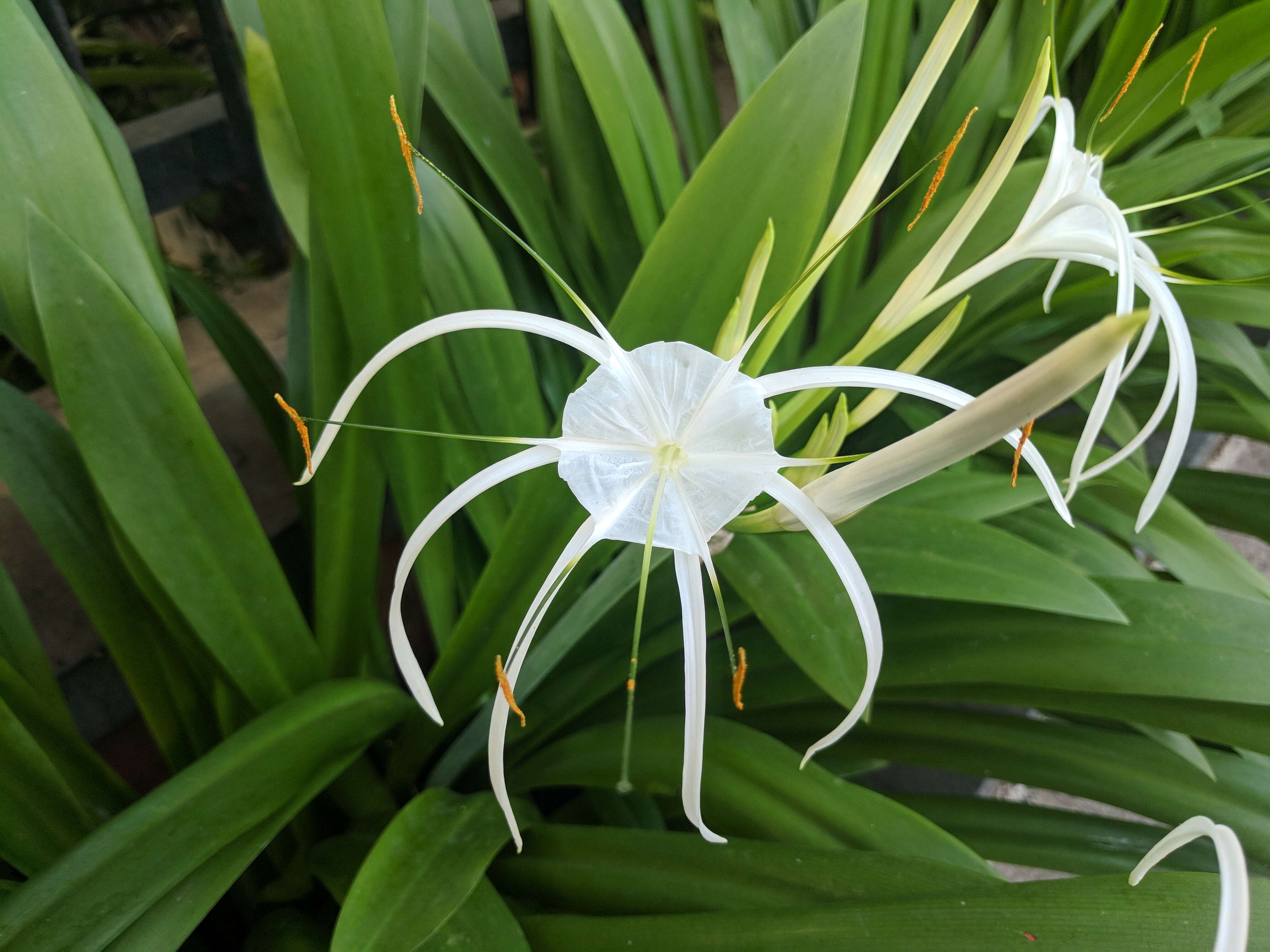 Image of beach spiderlily