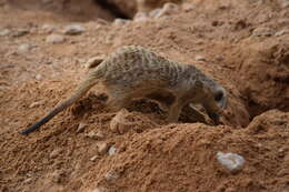 Image of Suricata Desmarest 1804