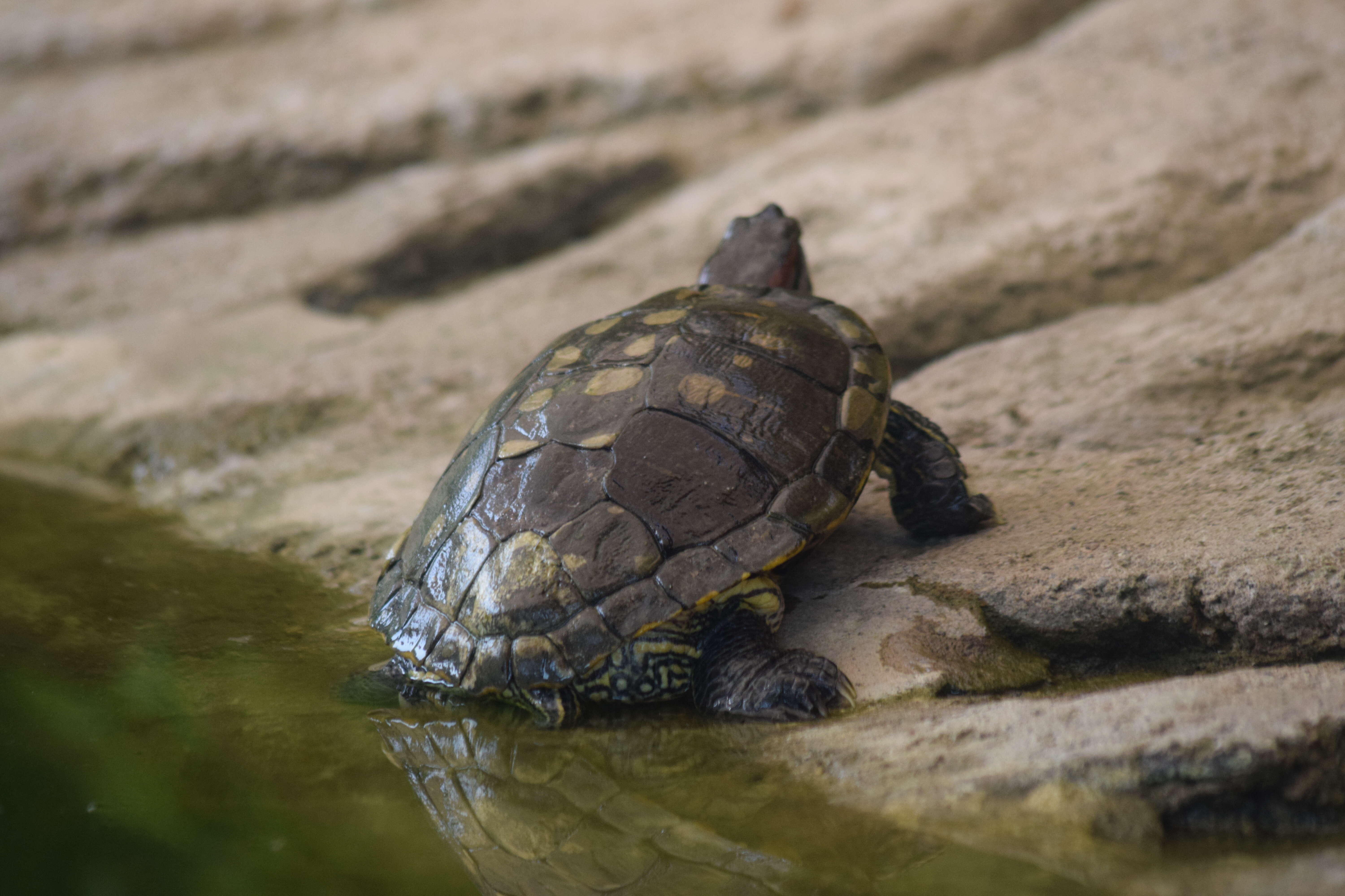 Image of slider turtle, red-eared terrapin, red-eared slider